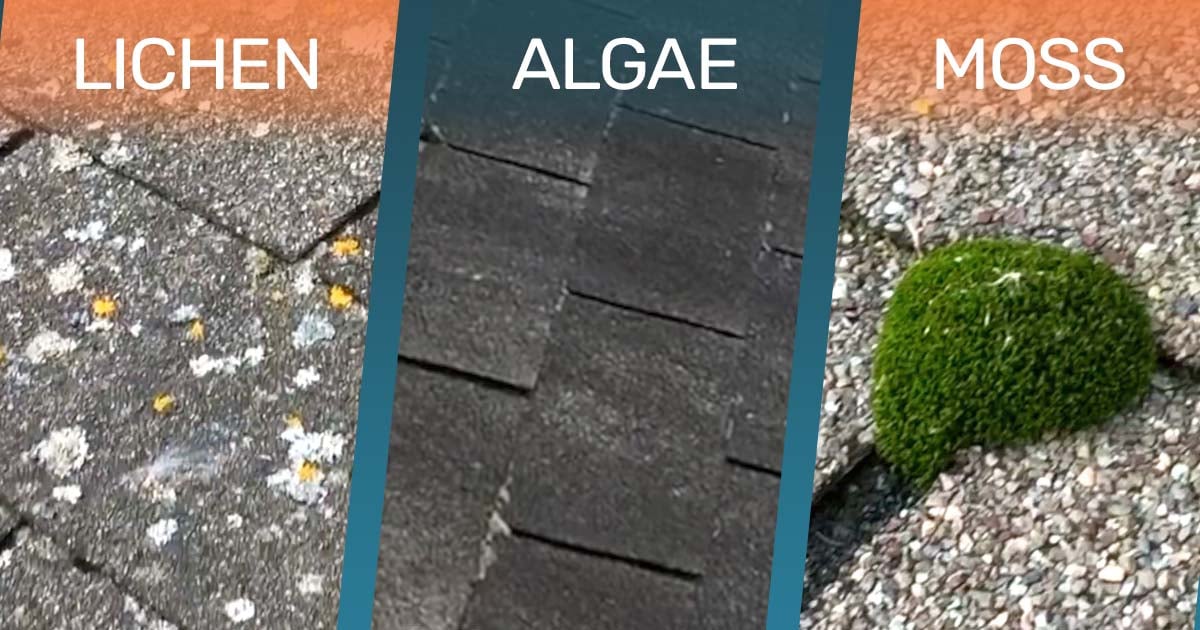 algae moss lichen roof damage