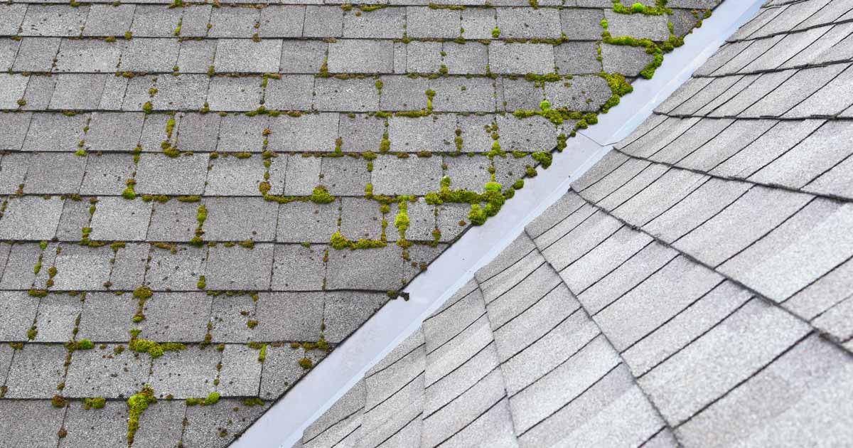 need to replace roof moss asphalt shingles